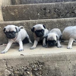 Tito - Fawn male Pug puppy in Yellville, Arkansas from Ozark Mountain Doodles & Pugs