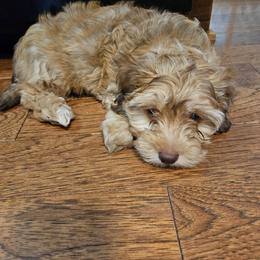 Havapoo Puppies from Derbyville Havapoos