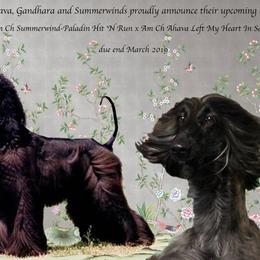 Afghan Hound Puppies from Ahava Afghan Hounds