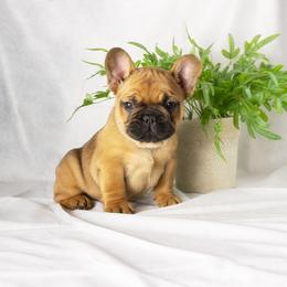 French Bulldog and Pug Puppies from FurEver Canine
