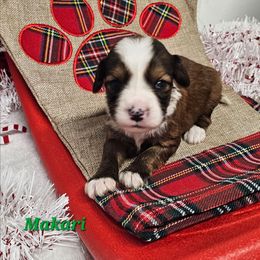 Makari - Sable and white male Tibetan Terrier puppy in Dorena, Oregon from Angel Tibetans Of Oregon