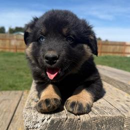 Aspen - Black tri female Miniature Australian Shepherd puppy in Medical Lake, Washington from MAS Gone Rogue