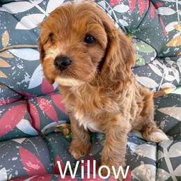Willow - Brown female Cavapoo puppy in Hallsville, Missouri from Cedar Hill Pups