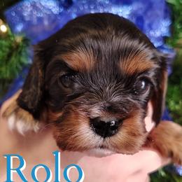 Rolo - Black and tan male Cavalier King Charles Spaniel puppy in Rockville, Maryland from Skais the Limit Cavaliers