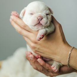 French Bulldog Puppies from Phoebes Frenchies