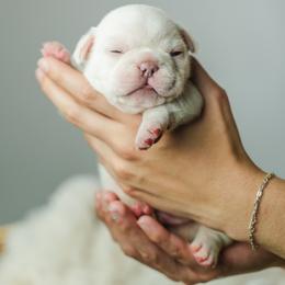 French Bulldog Puppies from Phoebes Frenchies