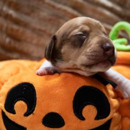 Black Collar - Red female Dachshund puppy in Belfair, Washington from Devoted Doxies, Lorraine’s Yorkies