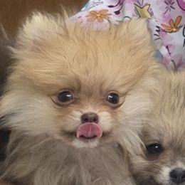Levi Strauss - Lavender male Pomeranian puppy in El Centro, California from BabyBooPoms