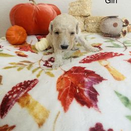 Goldendoodle Puppies from Cooper Goldendoodle