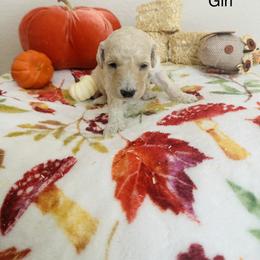 Goldendoodle Puppies from Cooper Goldendoodle