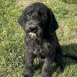 Elm - Black and white female Assorted Doodle Crosses puppy in Kansas City, Missouri from Beary GoldenDoodles