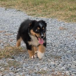 Lilly - Black tri female Miniature Australian Shepherd puppy in Leonard, Texas from Tin Roof Aussies