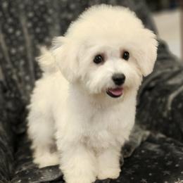 Bichon Frise puppies from Peaks Pups — Exceptional by Nature. Raised with Purpose.