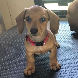 Tela - Dachshund