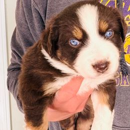 Pumpkin - Red tri female Miniature Australian Shepherd puppy in California from Elsa’s lil Wiggle Butts