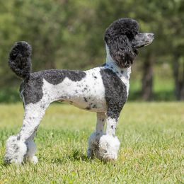 Ruby - Poodle