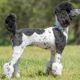 Ruby - Poodle