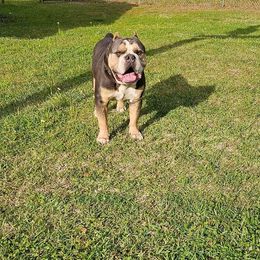 Draco - Bulldog