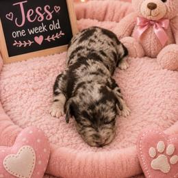 Jess - Merle female Goldendoodle puppy in North Branch, Michigan from Graceful Miniature Goldendoodles