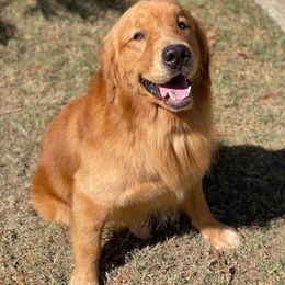 Campbell - Dark golden male Golden Retriever puppy in Albany, Georgia from Sassafras Goldens