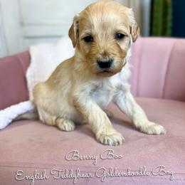Benny Boo English Teddybear - Apricot male Goldendoodle puppy in Grove, Oklahoma from Guinn Family Farms