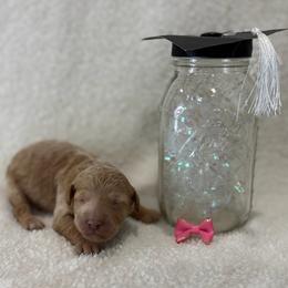 Val - Apricot female Goldendoodle puppy in Camden, North Carolina from Oopsie Doodles of NC