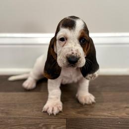 Red lace ear - Black brown and white female Basset Hound puppy in Douglas, Georgia from Huffer Hounds and Havanese