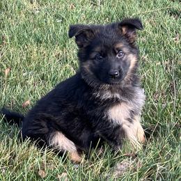 Icicle - Black and tan female German Shepherd puppy in Walla Walla, Washington from Silver Knight Shepherds