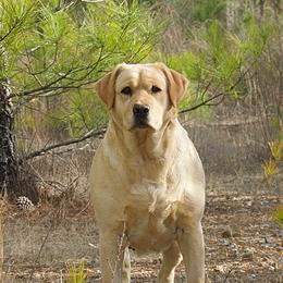 ELLIE  - Labrador Retriever