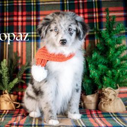 TOPAZ - Blue merle male Miniature American Shepherd puppy in Puyallup, Washington from TRAILS END (FERGI’S) GEMINI