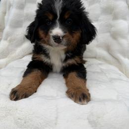 Jasmine - Black rust and white female Bernese Mountain Dog puppy in Carroll County, Virginia from Blue Ridge Bernese