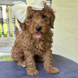 Goldendoodle Puppies from Ivy’s Doodles