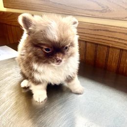 Chihuahua and Pomeranian Puppies from Lil'Fevre Chihuahuas