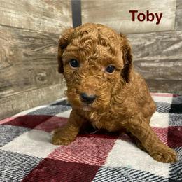 Toby - Red  male Poodle puppy in Osseo, Michigan from Paws in the Country