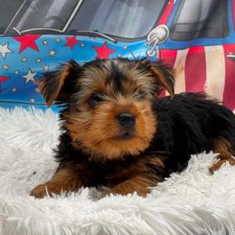 Boaz - Black and tan male Yorkshire Terrier puppy in Lamar, Missouri from RJ’S Classy Yorkies