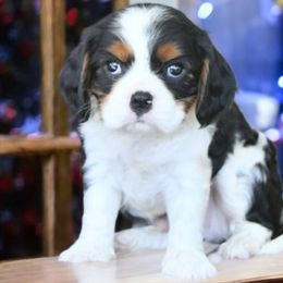 Cavalier King Charles Spaniels from Angels Meadow Cavaliers