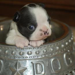 Boston Terrier Puppies from Oui Bostons