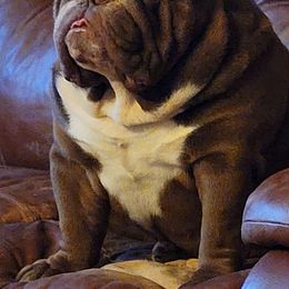 Bear - Bulldog
