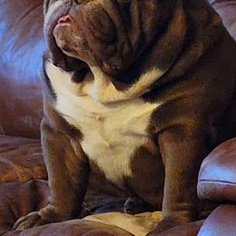 Bear - Bulldog
