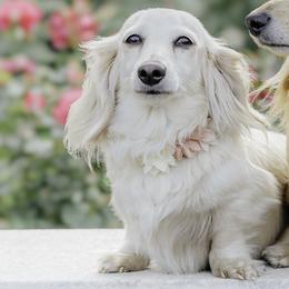 Snowflake - Cream female Dachshund puppy in South Laurel, Maryland from Dainty Cream Doxies