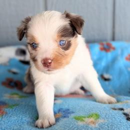 Haloumi - Red merle female Toy Australian Shepherd puppy in Mountain Home, Idaho from LJK Boxers & Toy Aussies
