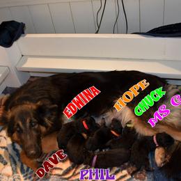 MS G - Black and tan female German Shepherd puppy in Murrieta, California from Diamond Oaks German Shepherds