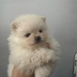 Girl 1 - Cream female Pomeranian puppy in Haines City, Florida from My Baby Poms