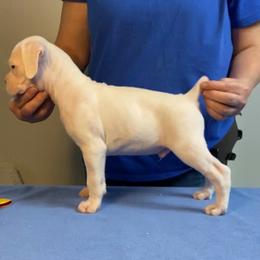 White Male - White male Boxer puppy in Butler, Pennsylvania from Schaible's Boxer Huddle