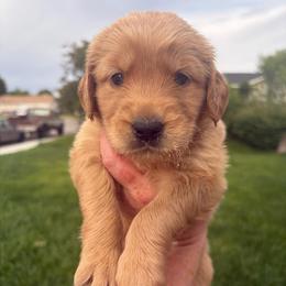 Green Collar - Golden male Golden Retriever puppy in Mountain Home, Idaho from Poppy's Garden Golden Retrievers
