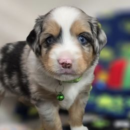 Hooper - Blue merle Miniature Australian Shepherd puppy in Middleburg, Florida from Tails End Ranch