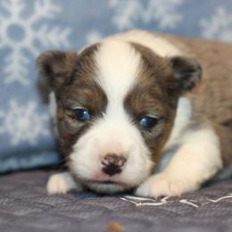 Gretal - Blue merle female Toy Australian Shepherd puppy in Humansville, Missouri from Tater Tot aussies