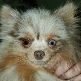 Pomeranians from S'more Pomeranians