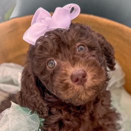 CoCo - Chocolate female Goldendoodle puppy in Aurora, Illinois from Chicago Goldendoodles