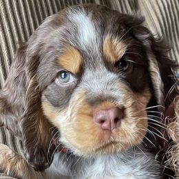 English Springer Spaniels from Silver State Springers
